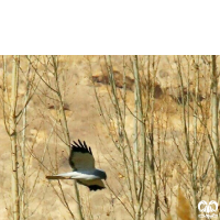 گونه سنقر خاکستری Hen Harrier